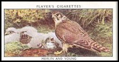 23 Merlin and Young